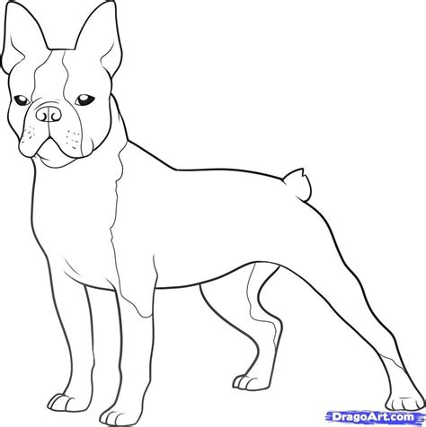 Boston Terrier Coloring Pages Printable